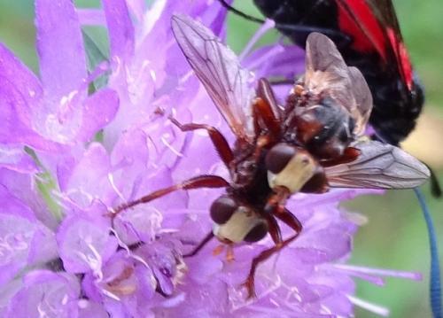 Sicus ferrugineus